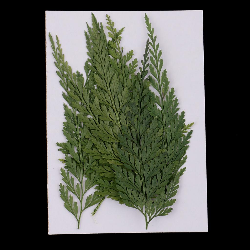 Art Craft With Leaves - Natural Dried Flowers with Pressed Leaves