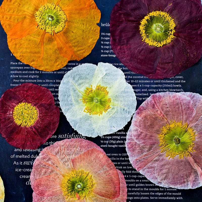 1pcs,Nature Field Poppy Presse - Art And Craft Nature review and price