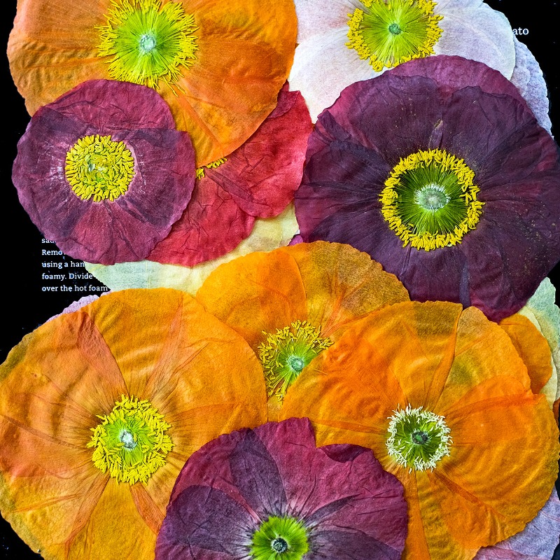 1pcs,Nature Field Poppy Presse - Art And Craft Nature review and price