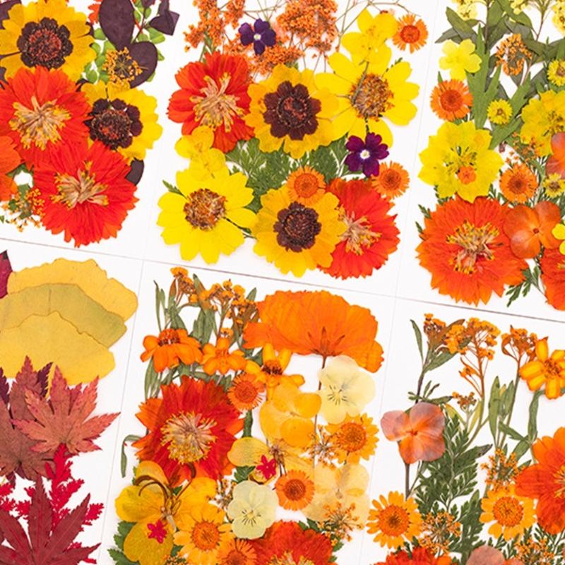 Natural Pressed Dried Flower F - Art Craft With Leaves review and price
