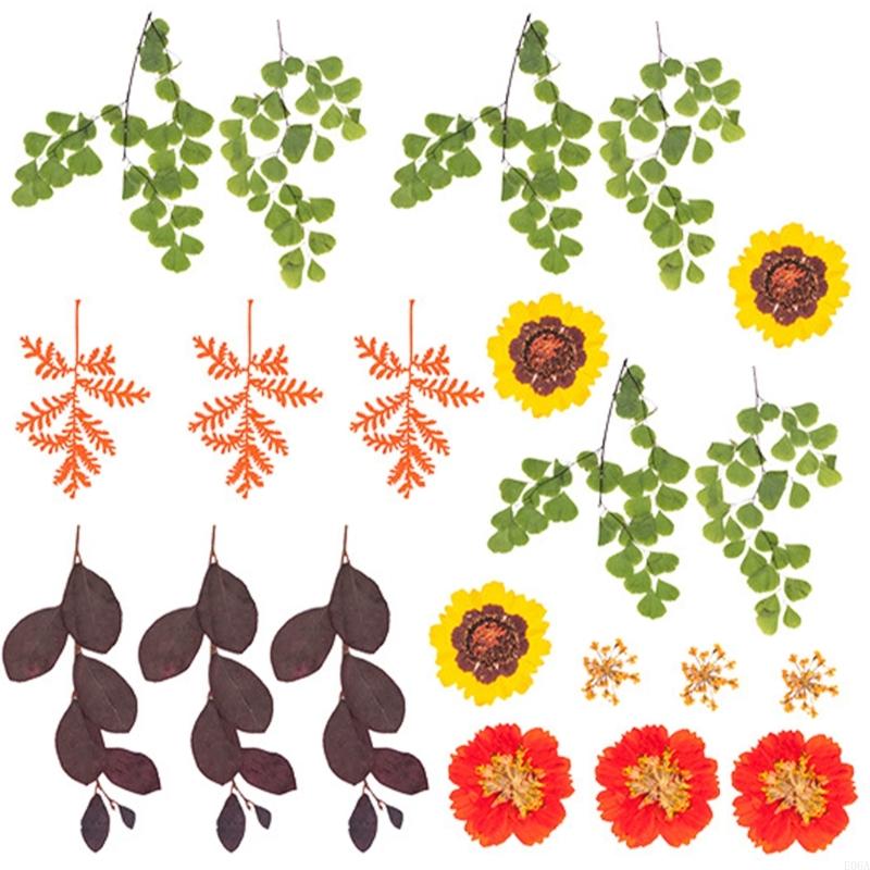 Natural Pressed Dried Flower F - Art Craft With Leaves review and price