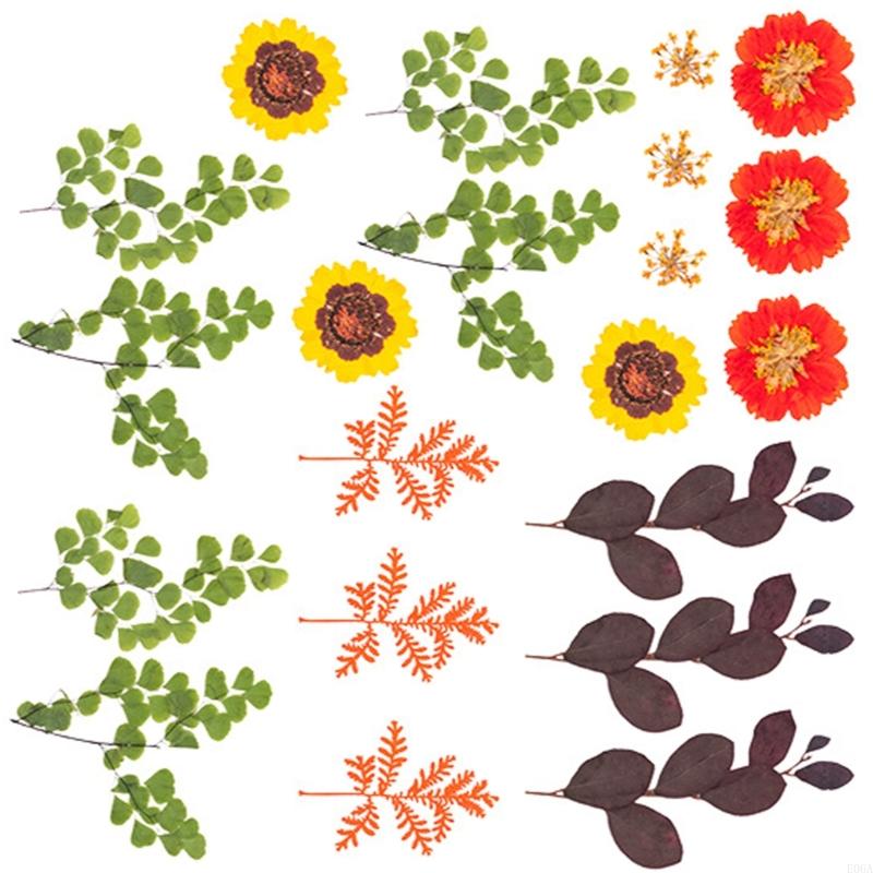 Natural Pressed Dried Flower F - Art Craft With Leaves review and price