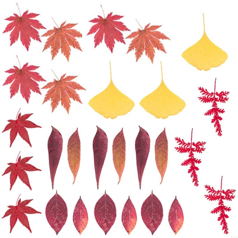 Natural Pressed Dried Flower F - Art Craft With Leaves review and price