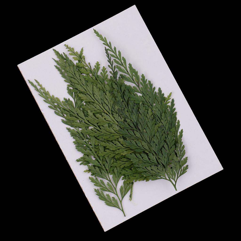 Natural Dried Flowers with Pre - Art Craft With Leaves review and price