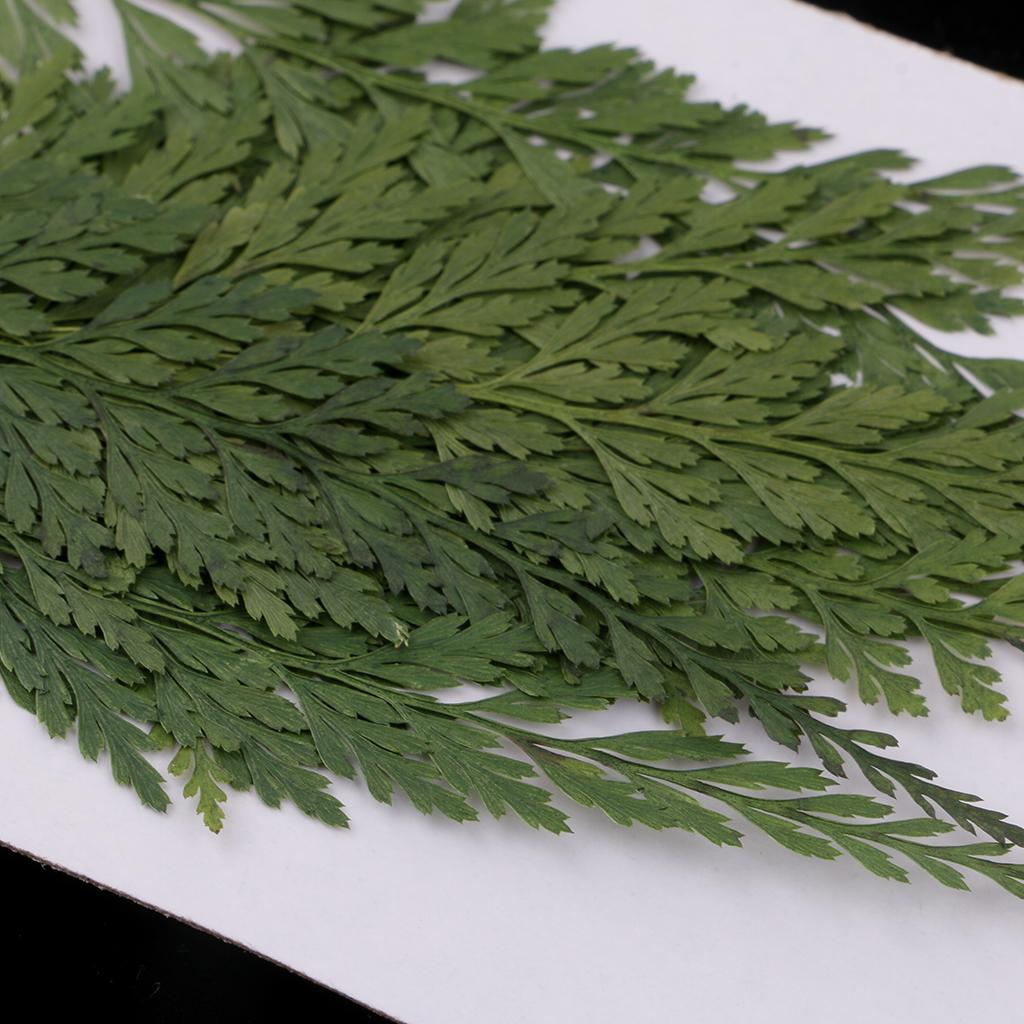 Natural Dried Flowers with Pre - Art Craft With Leaves review and price