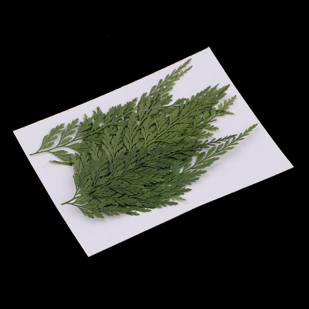 Natural Dried Flowers with Pre - Art Craft With Leaves review and price