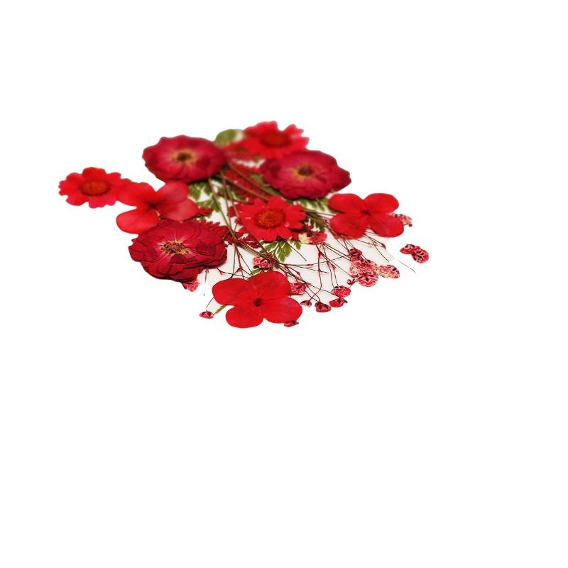 Real Natural Pressed Dried Pla - Art And Craft Nature review and price